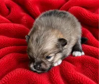 Pete, a male Pomeranian for sale in Seligman, MO – 2 of 4