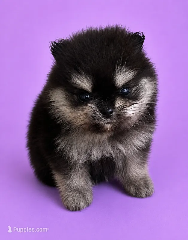 Janet – Pomeranian puppy for sale in Seligman, MO