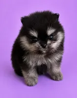 Janet, a female Pomeranian for sale in Seligman, MO – 1 of 4