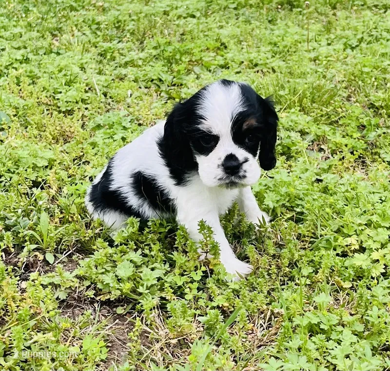 Ross – Cocker Spaniel puppy for sale in Seligman, MO