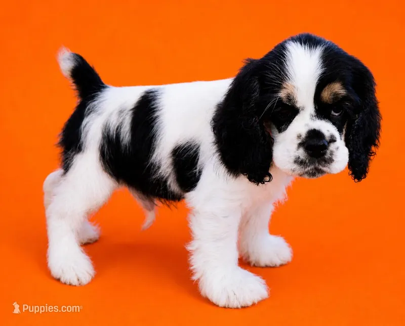 Ross – Cocker Spaniel puppy for sale in Seligman, MO