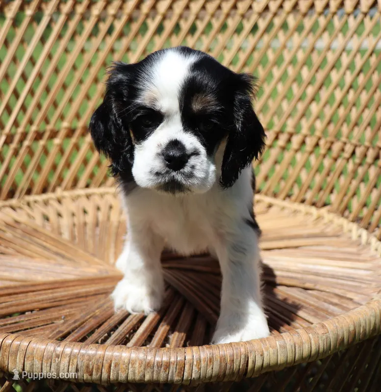Ross – Cocker Spaniel puppy for sale in Seligman, MO