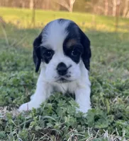 Ross, a male Cocker Spaniel for sale in Seligman, MO – Photo 1 of 4