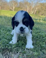 Ross, a male Cocker Spaniel for sale in Seligman, MO – Photo 2 of 4