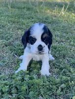 Ross, a male Cocker Spaniel for sale in Seligman, MO – Photo 4 of 4