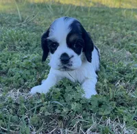 Ross, a male Cocker Spaniel for sale in Seligman, MO – Photo 3 of 4