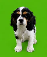 Chandler, a male Cocker Spaniel for sale in Seligman, MO – 3 of 4