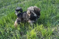 Jax, a male Havanese for sale in Columbus, NE – Photo 8 of 10