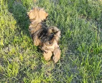 Jax, a male Havanese for sale in Columbus, NE – Photo 9 of 10