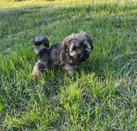 Jax, a male Havanese for sale in Columbus, NE – Photo 1 of 10