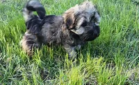 Jax, a male Havanese for sale in Columbus, NE – Photo 2 of 10