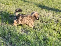 Jax, a male Havanese for sale in Columbus, NE – Photo 7 of 10