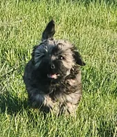 Jax, a male Havanese for sale in Columbus, NE – Photo 3 of 10