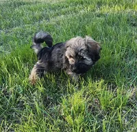Jax, a male Havanese for sale in Columbus, NE – Photo 4 of 10