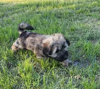 Jax, a male Havanese for sale in Columbus, NE – Photo 10 of 10