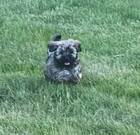 Jax, a male Havanese for sale in Columbus, NE – Photo 6 of 10