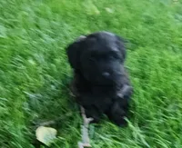 Jax, a male Havanese for sale in Columbus, NE – Photo 6 of 8
