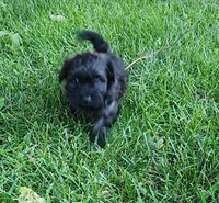 Jax, a male Havanese for sale in Columbus, NE – Photo 8 of 8