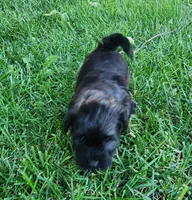 Jax, a male Havanese for sale in Columbus, NE – Photo 2 of 8