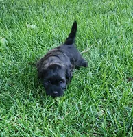 Jax, a male Havanese for sale in Columbus, NE – Photo 7 of 8
