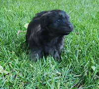 Jax, a male Havanese for sale in Columbus, NE – Photo 5 of 8
