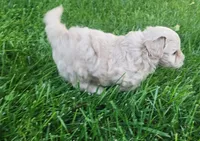 Taz, a male Havanese for sale in Columbus, NE – Photo 4 of 4