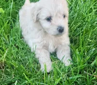 Taz, a male Havanese for sale in Columbus, NE – Photo 3 of 4