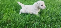 Taz, a male Havanese for sale in Columbus, NE – Photo 2 of 4