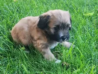 Sox, a male Havanese for sale in Columbus, NE – Photo 3 of 7