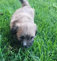 Sox, a male Havanese for sale in Columbus, NE – Photo 7 of 7