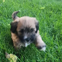 Sox, a male Havanese for sale in Columbus, NE – Photo 2 of 7