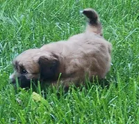 Sox, a male Havanese for sale in Columbus, NE – Photo 5 of 7