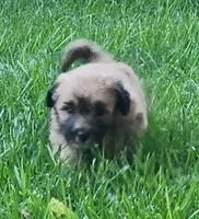 Sox, a male Havanese for sale in Columbus, NE – Photo 1 of 7