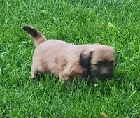 Sox, a male Havanese for sale in Columbus, NE – Photo 6 of 7