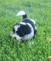 Max, a male Havanese for sale in Columbus, NE – Photo 6 of 7