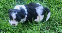 Max, a male Havanese for sale in Columbus, NE – Photo 3 of 7
