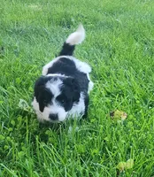 Max, a male Havanese for sale in Columbus, NE – Photo 5 of 7
