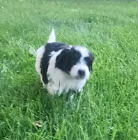 Max, a male Havanese for sale in Columbus, NE – Photo 2 of 7