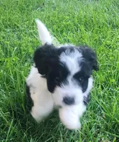 Max, a male Havanese for sale in Columbus, NE – Photo 4 of 7