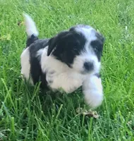 Max, a male Havanese for sale in Columbus, NE – Photo 1 of 7