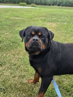 Shadows Gomez, a male Rottweiler for sale in Kirksville, MO – 2 of 3