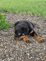 Bella, a female Rottweiler for sale in Kirksville, MO – 3 of 6