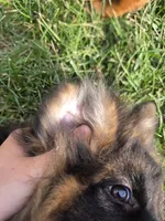 Ziggy, a male German Shepherd Dog for sale in Kirksville, MO – 4 of 5