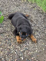 Bella, a female Rottweiler for sale in Kirksville, MO – 2 of 6
