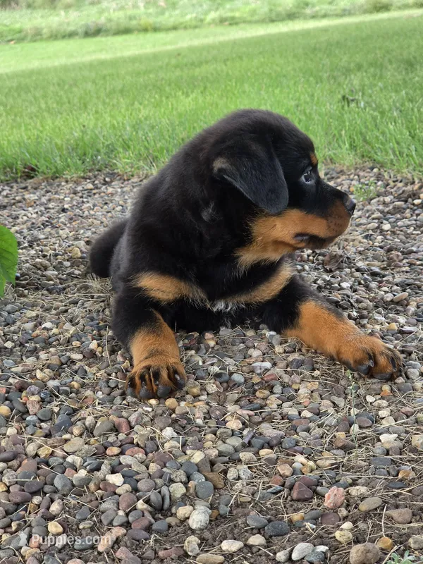 Bella – Rottweiler puppy for sale in Kirksville, MO