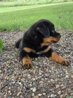 Bella, a female Rottweiler for sale in Kirksville, MO – 1 of 6