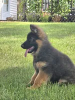 Ziggy, a male German Shepherd Dog for sale in Kirksville, MO – 3 of 5