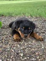 Bella, a female Rottweiler for sale in Kirksville, MO – 4 of 6