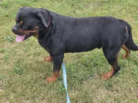 Shadows Gomez, a male Rottweiler for sale in Kirksville, MO – 3 of 3