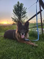 Annabelle, a female German Shepherd Dog for sale in Kirksville, MO – 2 of 2